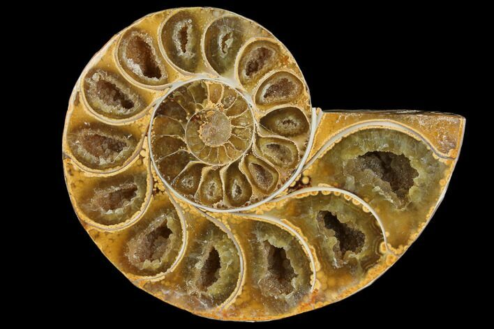 Sliced, Agatized Ammonite Fossil (half) - Jurassic #110751